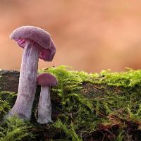 Amethyst Deceiver 2 